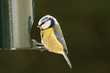 mésange