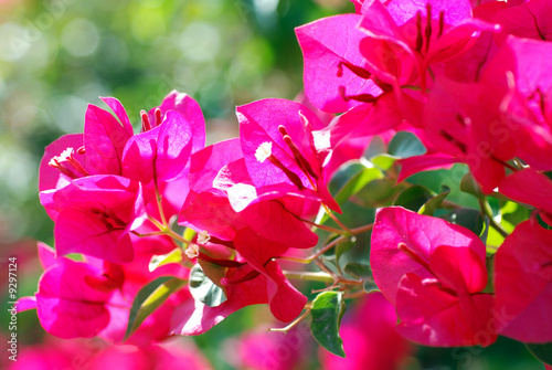 La Jolla Bougainvillea