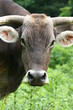 Ox