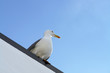 Seemöwe