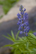 Wild Lupine