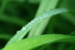 Raindrops on a leaf