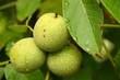 Green walnuts growing on a tree, drops of water