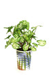 syngonium plant in pot isolated on white background
