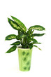 dieffenbachia plant in pot isolated on white background