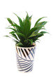 dracaena plant in pot isolated on white background