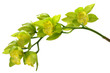 Green and Yellow Cymbiduim