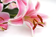 Close Up of pink lillies on white Close Up of pink lillies on white