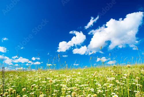 Photo: field of daisies and perfect sky field of daisies and perfect sky