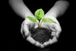 plant in hands plant in hands