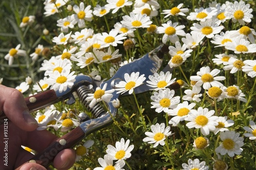 Foto: Margeriten, Bellis Perennies Margeriten, Bellis Perennies