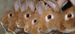 lapins lapins