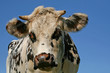 vache