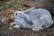 Gray rabbit sit