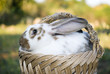 White rabbit in basket