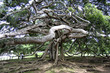 Arbre Extraordinaire au Sri Lanka Arbre Extraordinaire au Sri Lanka