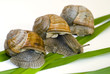 Three snails and green grass on a white background Three snails and green grass on a white background