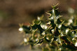 Green Holly Leaves in Forest