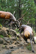 Elk stags fighting,.sculpture, .High Desert Museum