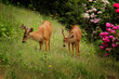 Two young male black-tailed deer on green grass Two young male black-tailed deer on green grass