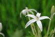 fleur de riziere fleur de riziere