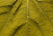 Feuille