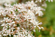 sedum flowers