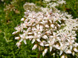 sedum flowers