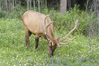 Bull elk on a meadow
