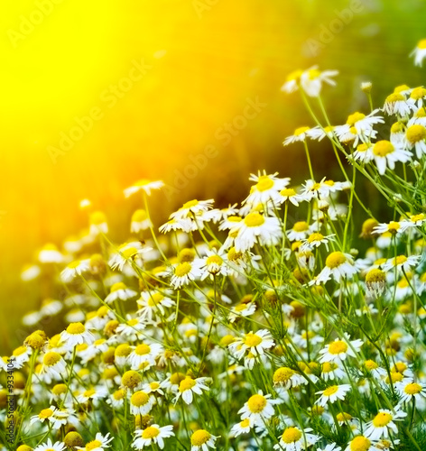Photo: Chamomiles Chamomiles