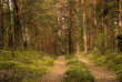 The road in a forest in autumn