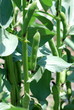 beans