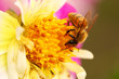 Honeybee on flower, bright and vivid macro