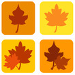 Autumn leaves