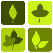 Green leaves