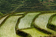 Rizières chinoise (Yunnan - Chine) Rizières chinoise (Yunnan - Chine)