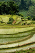 Rizières chinoise (Yunnan - Chine) Rizières chinoise (Yunnan - Chine)