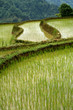 Rizières chinoise (Yunnan - Chine) Rizières chinoise (Yunnan - Chine)