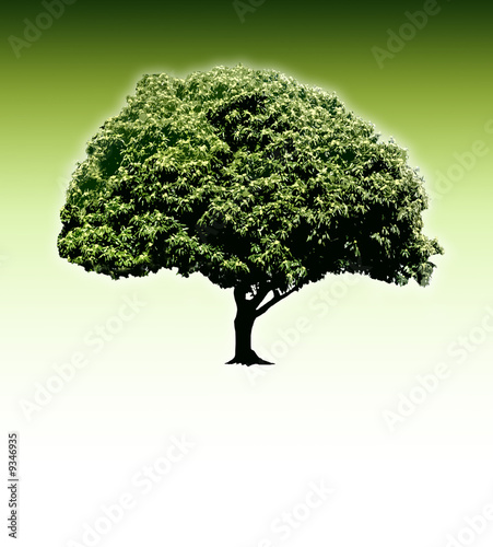 Illustration: lonely chestnut tree lonely chestnut tree