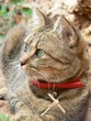 Chat serrant paille entre ses pattes