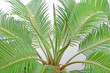 Isolated cycas leafes, white background Isolated cycas leafes, white background