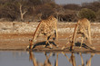 Zwei Giraffen am Wasserloch