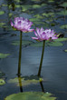 a pond full of pink water lillies in rural australia