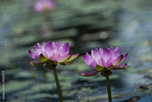 Photo: a pond full of pink water lillies in rural australia a pond full of pink water lillies in rural australia