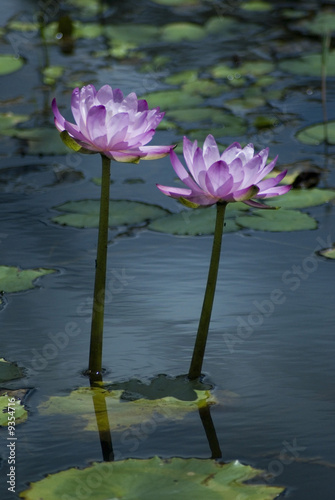 Photo: a pond full of pink water lillies in rural australia a pond full of pink water lillies in rural australia