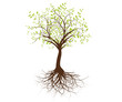 vecteur série - arbre vectoriel isolé sur fond blanc vecteur série - arbre vectoriel isolé sur fond blanc