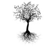 vecteur série, jeune arbre avec racines - vector tree with roots vecteur série, jeune arbre avec racines - vector tree with roots
