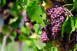 Rose grape