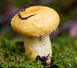 Champignon jaune