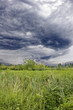 Cattails in the wetlands under a dark and cloudy sky